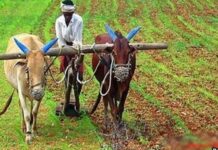 एमपी में एसएसपी पर गेहूँ उपार्जन के लिए अब 10 मार्च तक होगा पंजीयन