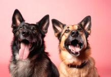 पांच साल की एक बच्ची पर हमले के बाद तमिलनाडु सरकार ने कुत्तों की 23 नस्लों पर लगाया प्रतिबंध