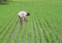 एमपी में बड़ी कार्यवाही: फसल क्षति मुआवजा वितरण में गड़बड़ी करने पर 16 पटवारियों की सेवा समाप्त