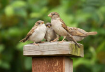 गुम हो रही आंगन की गौरैया