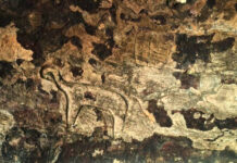 कोरबा के जंगल में मेसोलिथिक काल-ताम्रपाषाण युग की एक प्राचीन गुफा की खोज