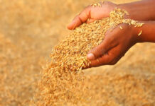 एमपी में धान का न्यूनतम समर्थन मूल्य 2300 और बाजरा का 2625 रुपये प्रति क्विंटल