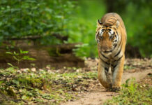 बाँधवगढ़ टाइगर रिजर्व के बाघ छोटा भीम की इलाज के दौरान मृत्यु