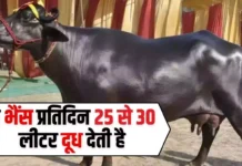 Murrah Buffalo: ऐसी भैंस जो रोजाना देती है 25 से 30 लीटर दूध जाने ऐसी भैस की कीमत? Murrah Buffalo: ऐसी भैंस जो रोजाना देती है 25 से 30 लीटर दूध जाने ऐसी भैस की कीमत?