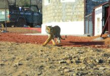 Madhav Tiger Reserve: माधव टाइगर रिजर्व में मुख्यमंत्री डॉ. मोहन यादव ने छोड़े दो बाघ