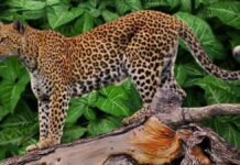 Jabalpur News: जबलपुर की आयुध निर्माणी खमरिया के कर्मचारी पर तेंदुआ ने किया हमला