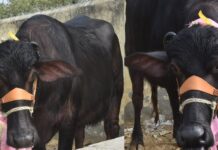 Murrah Buffalo: हर दिन 30 लीटर दूध देती है इस नस्ल की भैंस, मोटी कमाई के लिए यहाँ जानें इस भैंस की पहचान Murrah Buffalo
