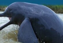 देश में 6,327 डॉल्फिन होने का अनुमान, गंगा में सबसे अधिक 6324 डॉल्फिन