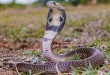 Nag Panchami 2025: शिव योग और सिद्धि योग में मनाई जाएगी नाग पंचमी, जाने पूजा का शुभ मुहूर्त