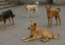 SC ने आवारा कुत्तों को लेकर दिए कड़े आदेश