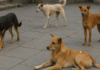 Dog Lovers को झटका! SC कोर्ट ने दिया सख्त आदेश Dog Lovers