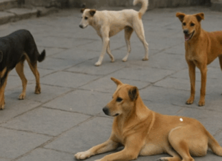 Dog Lovers को झटका! SC कोर्ट ने दिया सख्त आदेश Dog Lovers