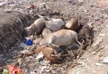 फूड पॉइजनिंग से नरसिंहपुर के गाडरवारा में दर्जनों से अधिक गायों की मौत
