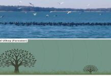 पेंच जलाशय से अद्भुत दृश्य आया सामने, रिवर टर्न और कार्मोरेंट….