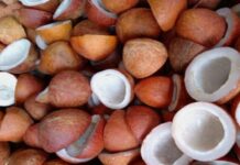 केंद्र ने नारियल के एमएसपी में किया इजाफा