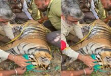 पेंच टाइगर रिजर्व से राजस्थान भेजी जाने वाली बाघिन को लगाया रेडियो कॉलर