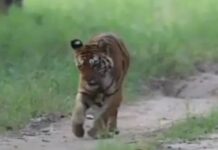 18 वर्ष की उम्र में भी जीवित है लंगड़ी बाघिन, पेंच टाइगर रिजर्व में चहल-कदमी करते दिखी