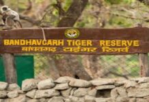 बांधवगढ़ नेशनल पार्क में अवैध गतिविधियों पर हाईकोर्ट सख्त high-court-strict-on-illegal-activities-in-bandhavgarh-national-park