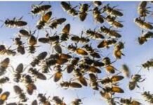 मधुमक्खियों के झुंड ने किया हमला, अर्थी छोड़ भागे लोग, 24 घायल a-swarm-of-bees-attacked-people-fled-leaving-the-funeral-pyre-behind-24-injured