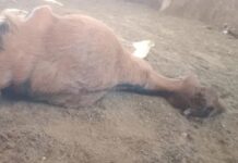 कटनी में 61 बकरियों की रहस्यमय बीमारी से मौत, संक्रामक बीमारी से पशुपालकों में फैला भय