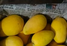 GI टैग वाले रीवा सुंदरजा आम पहुंचे UAE GI