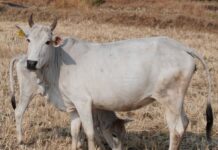 NDVSU : ‘महाकौशली गाय’ बनी देश की 57वीं पंजीकृत देसी नस्ल NDVSU