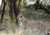 मुख्यमंत्री डॉ. यादव आज गांधीसागर में मादा चीता CCB2 को करेंगे जंगल में मुक्त cheetah